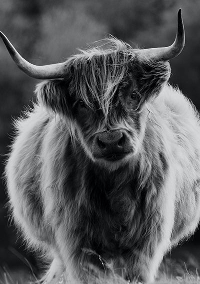 Having A Bull