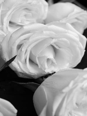 White Roses